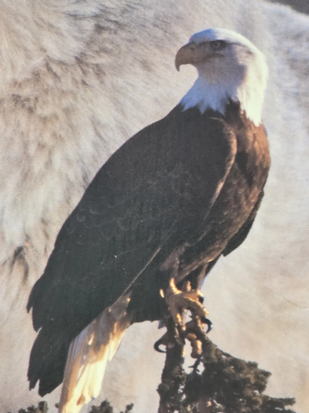 Wood Slice Wall Cabin Art with Wolf and Eagle